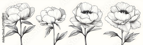 Peony flowers isolated illustration, wildflowers for background, abstract art for decoration or design purposes.
