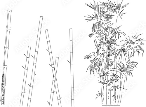 vector sketch illustration of bamboo plant tree design for completeness of the image