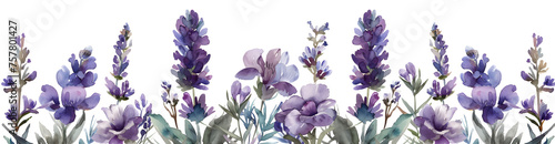 Seamless border of tender watercolor lavender flowers on white background, perfect for wedding invitations and stationery #757801427