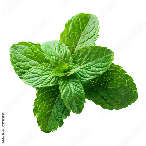 Fresh green leaves of mint, peppermint isolated on transparent background With clipping path. cut out. 3d render