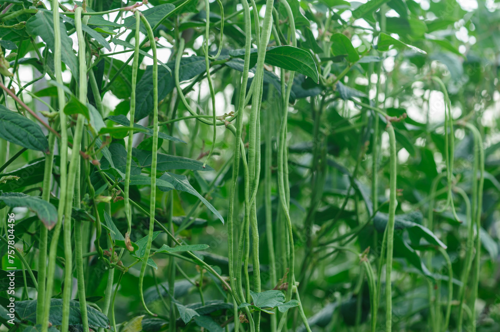 Fototapeta premium Long bean plants in growth at vegetable field