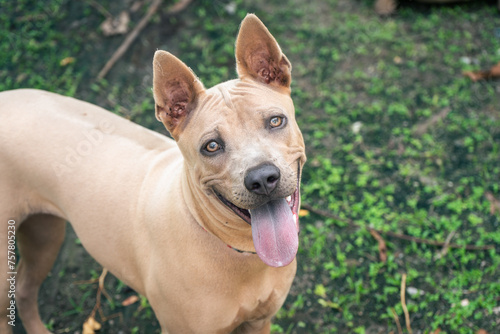 Foto Thai ridgeback dog outdoors. (Hottentot, Rhodesia ridgeback)