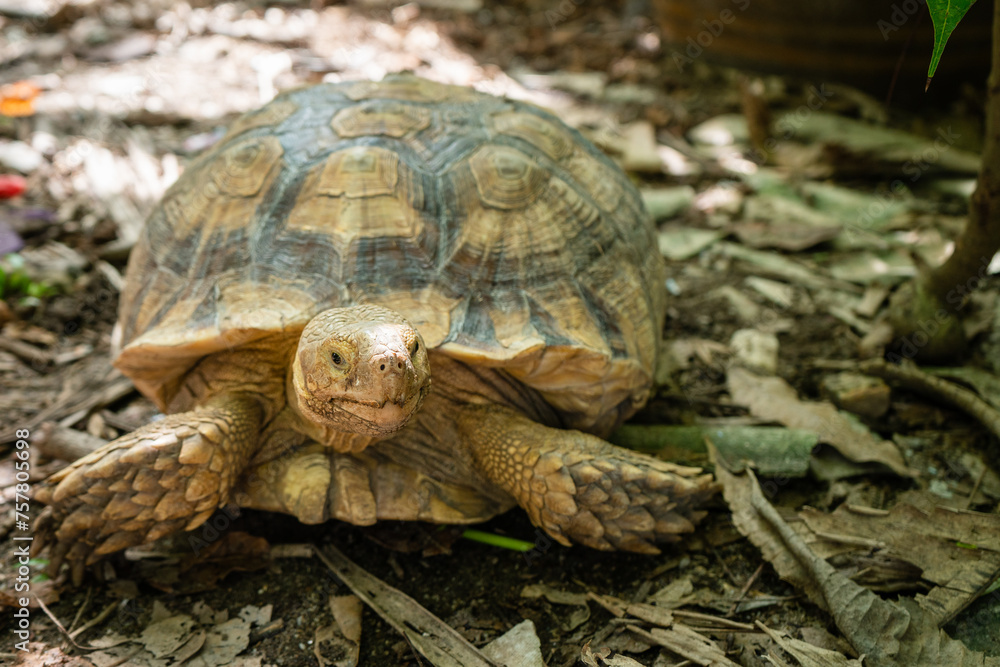 Sulcata tortoise, African spurred tortoise. Sulcata tortoise, African spurred tortoise.