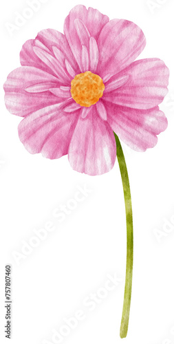 Pink cosmos flowers watercolor illustration