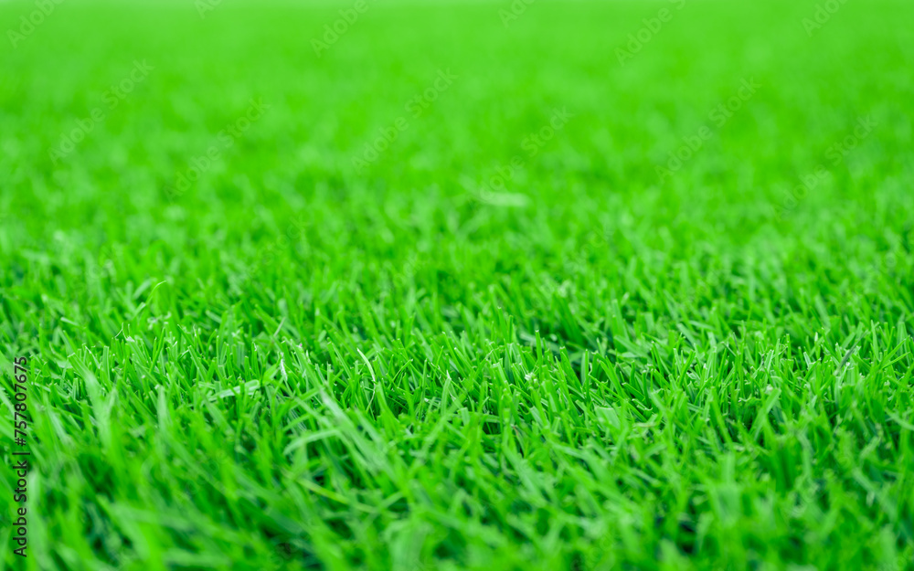 Green meadow grass field, Focus on foreground.