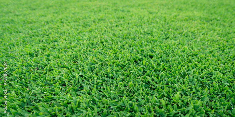 Green meadow grass field, Focus on foreground. Green meadow grass field, Focus on foreground.