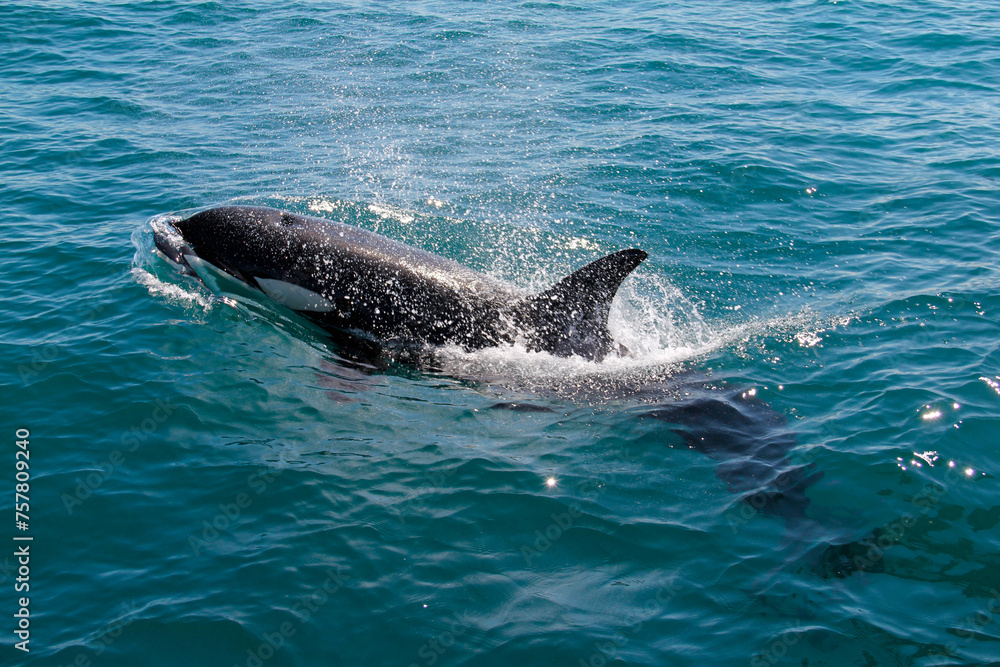 Fototapeta premium Orca or Killer Whale emerging above water surface. Location: Hauraki Gulf, New Zealand.