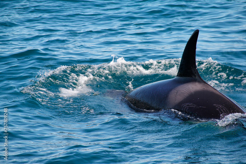 Orca or Killer Whale with rake marks, scarring inflicted by the teeth of other Killer Whales. Location: Hauraki Gulf, New Zealand.