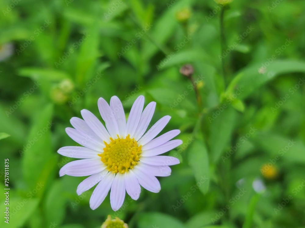 Common daisy flowers in garden. Common daisy flowers in garden.
