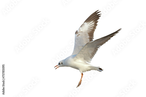 Beautiful flying seagull isolated on transparent background png file	