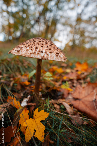 Treseburg - Pilz photo