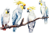clipart parrots cockatoo white background tropical set birds white drawing watercolor isolated
