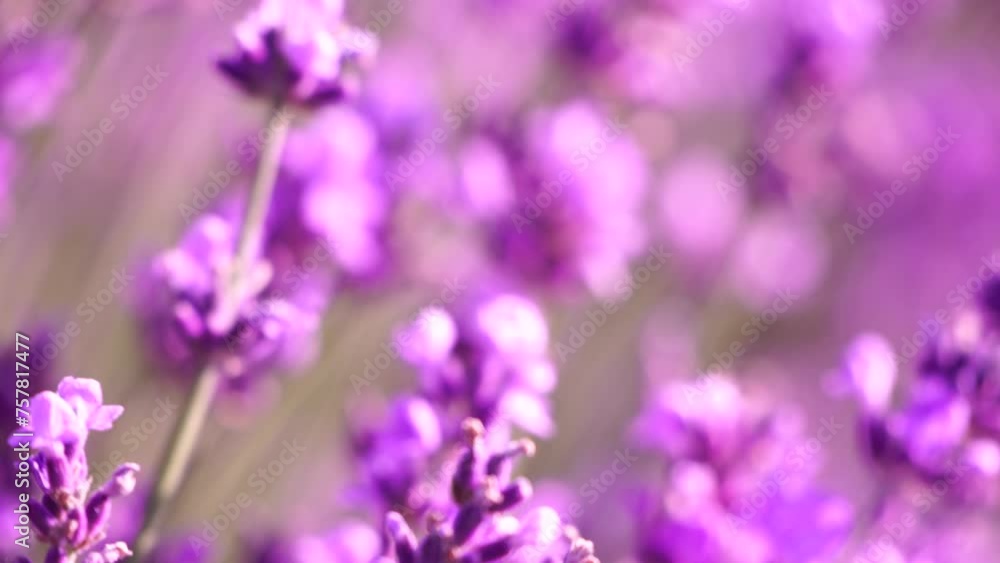 Lavender fields with fragrant purple flowers bloom at sunset. Lush lavender bushes in endless rows. Organic Lavender Oil Production in Europe. Garden aromatherapy. Slow motion, close up Lavender fields with fragrant purple flowers bloom at sunset. Lush lavender bushes in endless rows. Organic Lavender Oil Production in Europe. Garden aromatherapy. Slow motion, close up