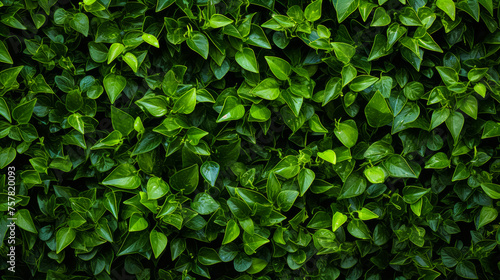 a green hedge with small plants on it, in the style of decorative backgrounds, high-angle, high resolution photo