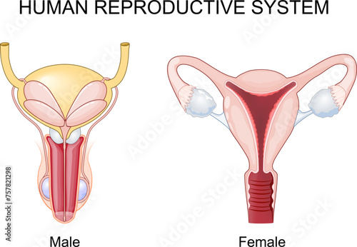 Human reproductive system. Female and male Reproductive organs.