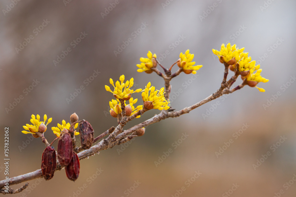Cornelian cherry flowers and dry fruits on the branches of a Cornus officinalis tree in early spring. Cornelian cherry flowers and dry fruits on the branches of a Cornus officinalis tree in early spring.