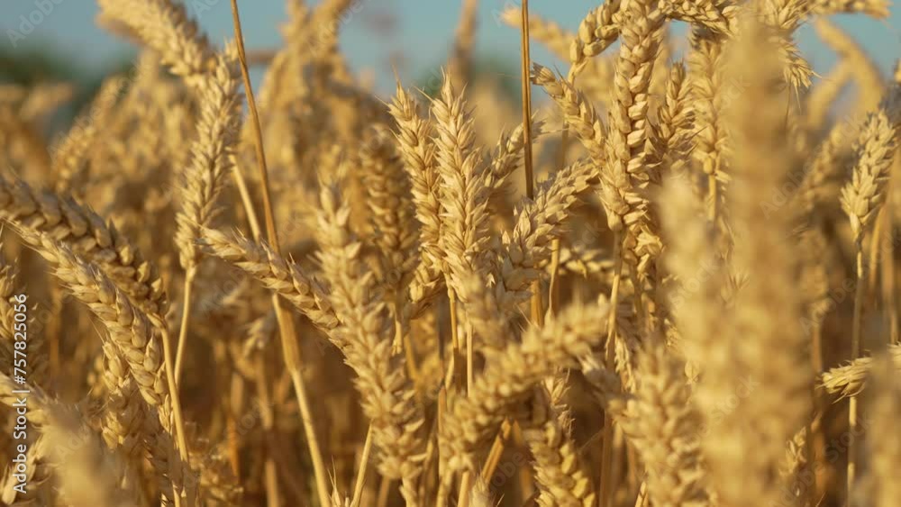 Ripe wheat agricultural field with growth grain in ears before summer harvest. Work in agronomic farm for making business and production organic eco bio food Ripe wheat agricultural field with growth grain in ears before summer harvest. Work in agronomic farm for making business and production organic eco bio food