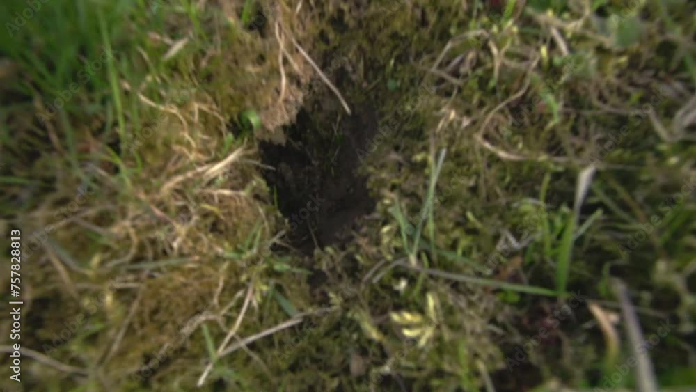 mouse passages on a meadow in spring (aerial view ) mouse passages on a meadow in spring (aerial view )