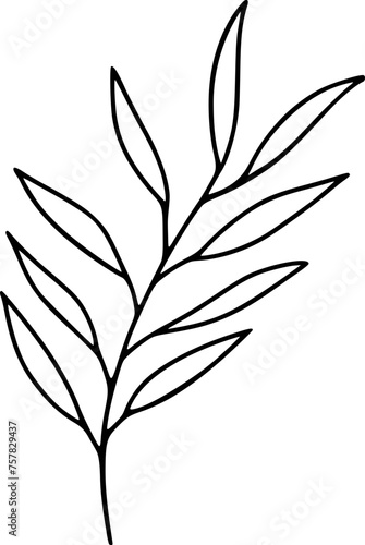 Branch With Long Lance-shaped Leaves Illustration