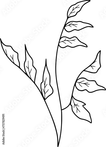 Branch With Wavy Leaves On One Side Illustration