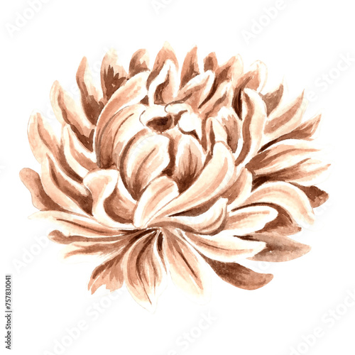 Flower chrysanthemum in watercolor, monochrome, isolated on white background. Hand drawn botanical illustration in brown color. Vintage floral drawing template for wallpaper, textile, scrapbooking.