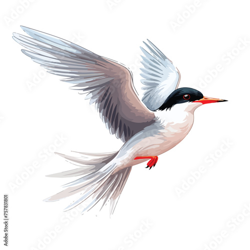 Tern Clipart Clipart isolated on white background