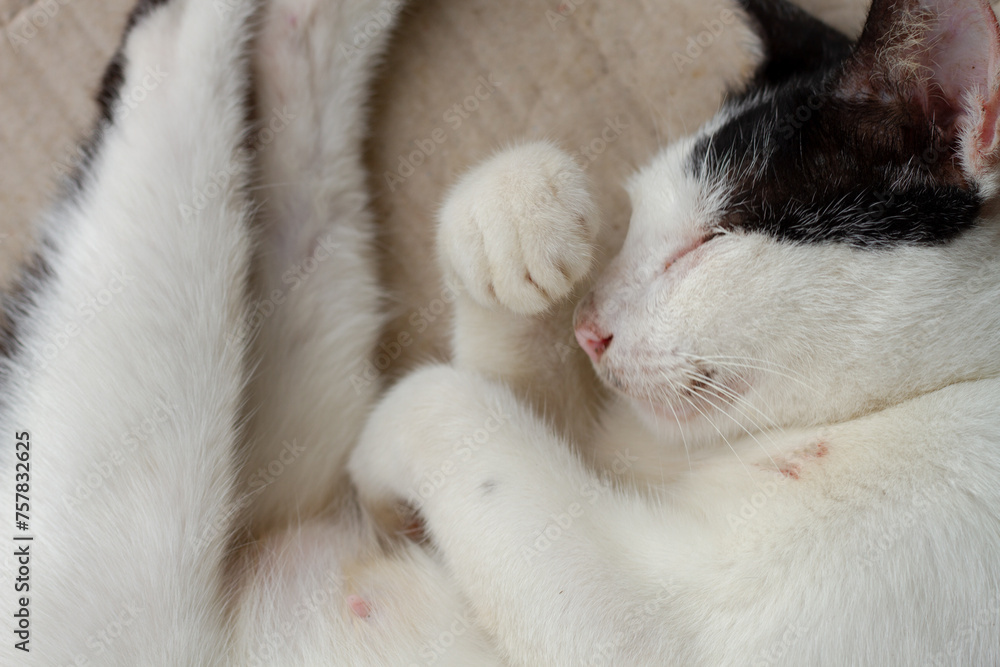 Cute cat sleep, animal closeup Cute cat sleep, animal closeup