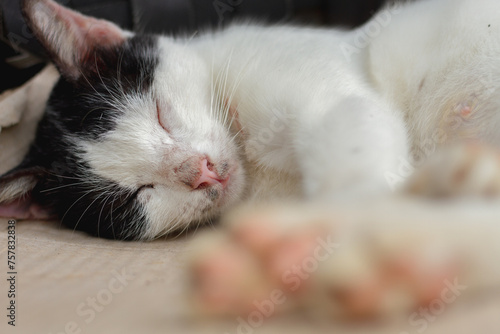 Fototapeta Naklejka Na Ścianę i Meble -  Cute cat sleep, animal closeup 