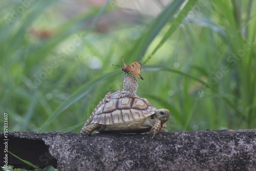 turtle  sulcata  bearded dragon  butterfly  the story of the friendship between a sulcata turtle  a bearded dragon  and a butterfly