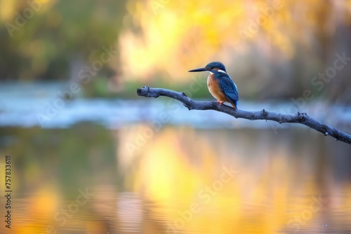 colorful kingfisher bird sits calmly on a tree branch, against a soft-focus background with warm hues