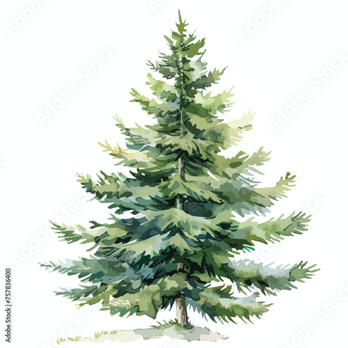 Watercolor Evergreen Fir Pinetree Clipart isolated on © Aina