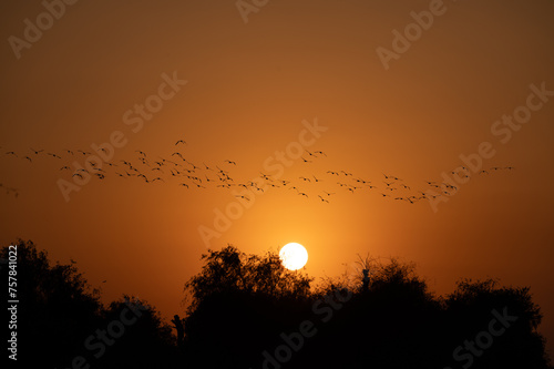 Silhouette of a flock of flamingos flying against an orange setting sun and sky