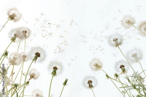 Soft and light spring background with Dandelions Generative Ai 