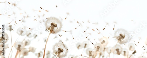 Soft and light spring background with Dandelions Generative Ai 