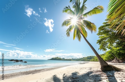 A palm tree is standing on a beach with a clear blue sky above. The sun is shining brightly  creating a warm and inviting atmosphere. The beach is empty  allowing for a peaceful