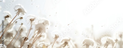 Soft and light spring background with Dandelions Generative Ai 