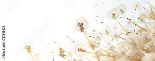Soft and light spring background with Dandelions Generative Ai 
