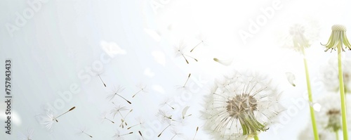 Soft and light spring background with Dandelions Generative Ai 