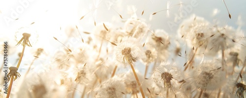 Soft and light spring background with Dandelions Generative Ai 