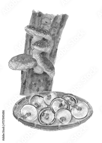 水彩で描いたホダ木とザルに盛った椎茸のモノトーセットイラスト 白バック 透過背景 コピースペースあり photo