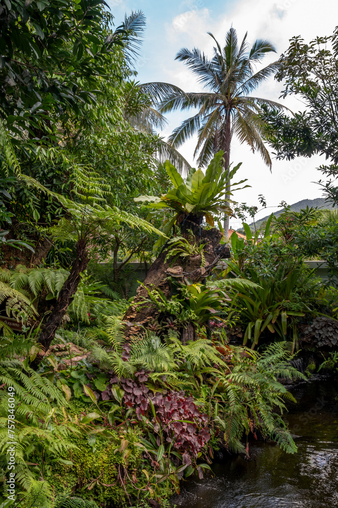 tropical forest with trees tropical forest with trees
