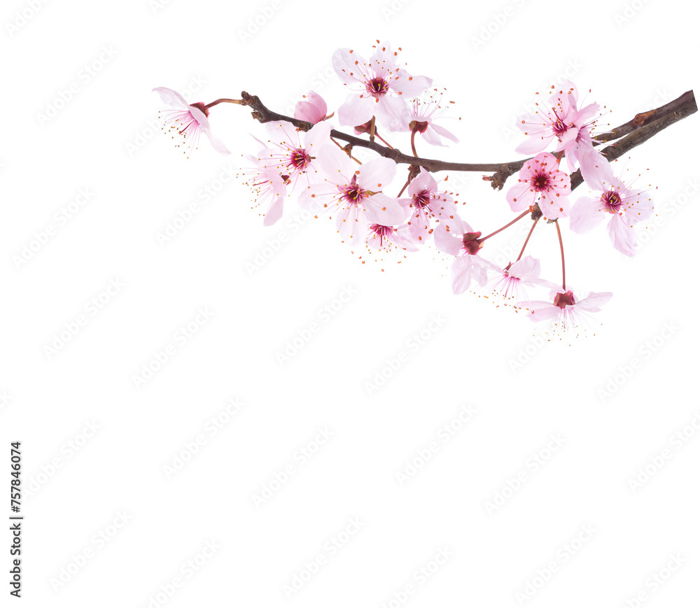 Naklejka premium Branches with light pink flowers of Sakura isolated on white background.