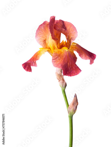 Obraz na płótnie Red-brown Iris flower isolated on a white background. w salonie