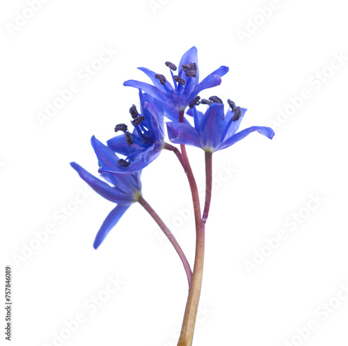  Blue flowers of Siberian Squill (Scilla siberica) isolated on white background. Shallow DOF. Selective focus © Antonel