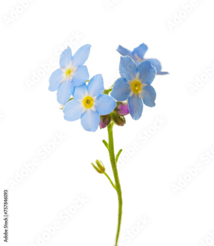 Obraz na płótnie Forget-me-not flower isolated on white background. Selective focus w salonie