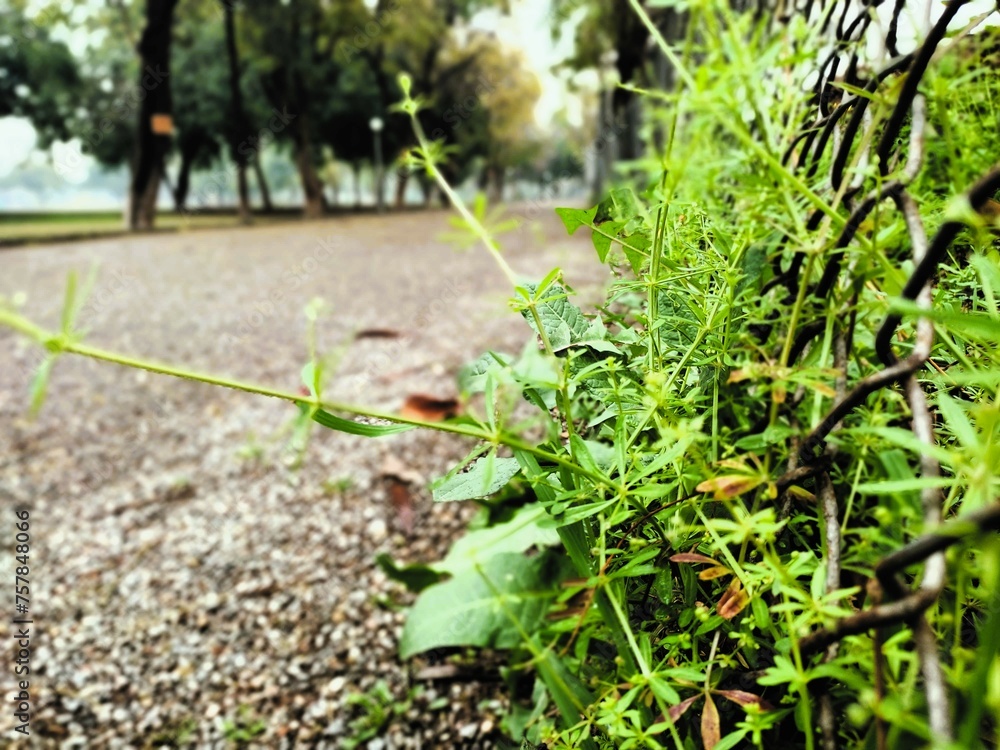 Obraz premium grass in a garden