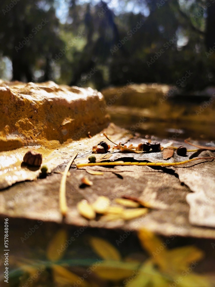 Twigs and leaves , just a closeup , there's also some water there Twigs and leaves , just a closeup , there's also some water there