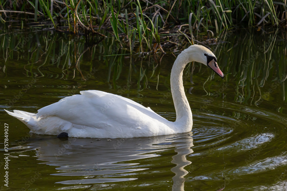 The mute swan Cygnus olor on the water of a small river. A beautiful white bird The mute swan Cygnus olor on the water of a small river. A beautiful white bird