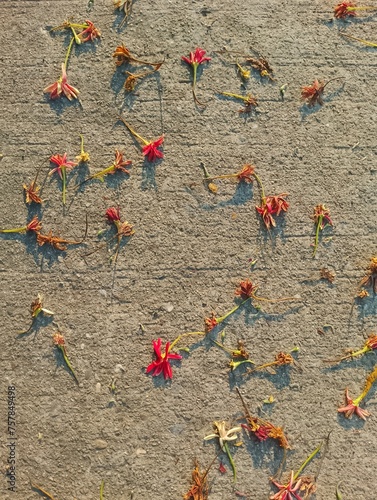 flowers falling on the ground