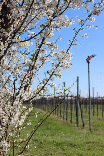 Close-up of Blackthorn branches with white flowers near Vineyard in the italian countryside. Vitis vinifera and Prunus spinosa on early springtime